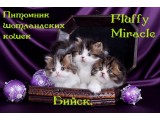 ������� �������� ����������� ��������� ����� Fluffy Miracle